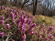 38 Erica in fiore 